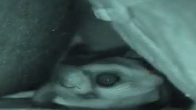 Буся гргргркает смотреть онлайн