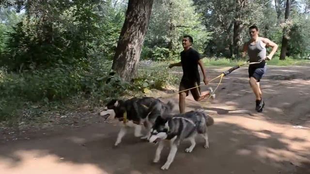 БЕЛЫЕ ТИГРЫ в питомнике "Оренбургские Хаски" смотреть онлайн