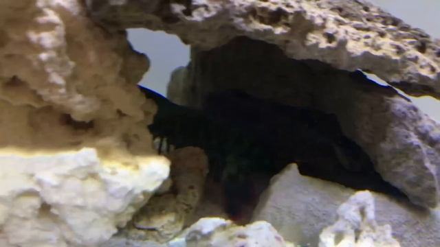 Giant Mantis Shrimp VS Pistol Shrimp