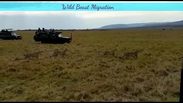 Masai mara national park@Kenya||wild beast migration at Masai mara. смотреть онлайн