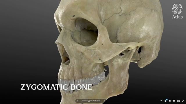 Skull Anatomy | اسهل طريقة لفهم تشريح الجمجمة Part [ 1/2 ] смотреть онлайн
