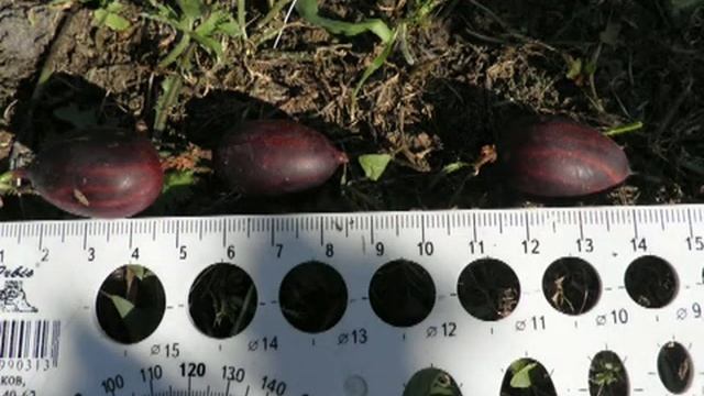 Обзор на крыжовник Черномор. смотреть онлайн