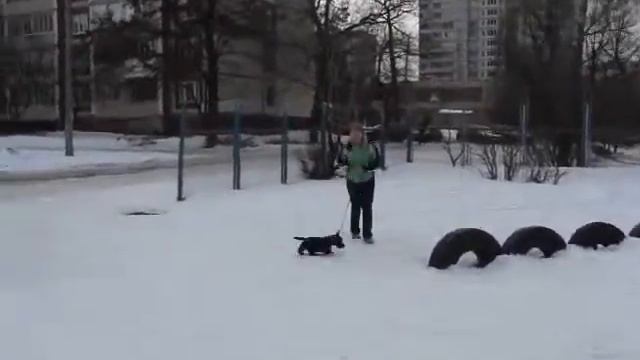Скотч терьер Басти. В первый раз на снегу. смотреть онлайн