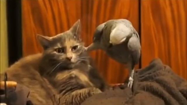 Ты знаешь что ничего не знаешь смотреть онлайн