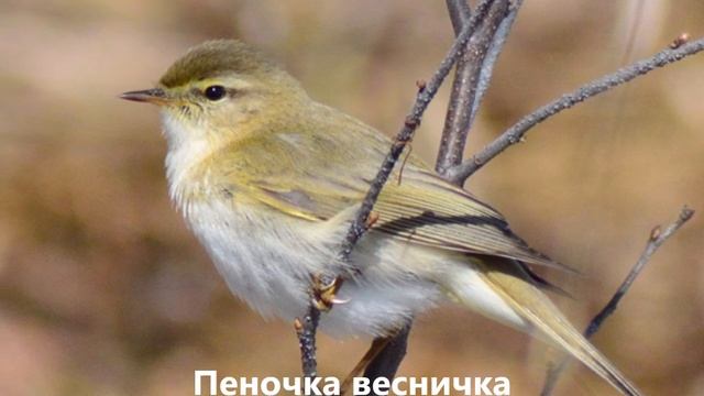 Птицы Ленинградской области смотреть онлайн