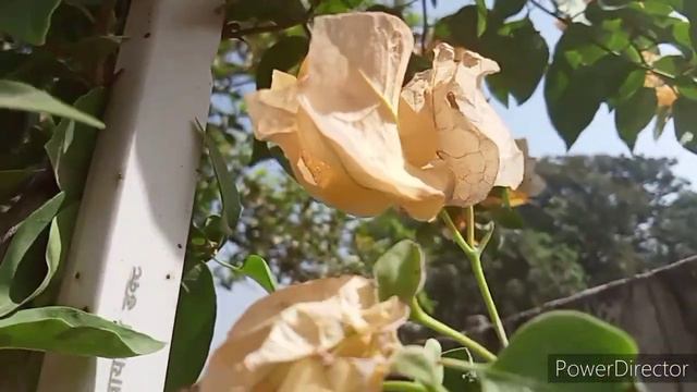 Yellowish golden Bougainvillea😍//Care tips for Bougainvillea//Summer care//Parmita Home Gardening❤️ смотреть онлайн