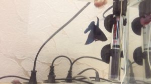 Рыбка Петушок к самцу поселили три самки