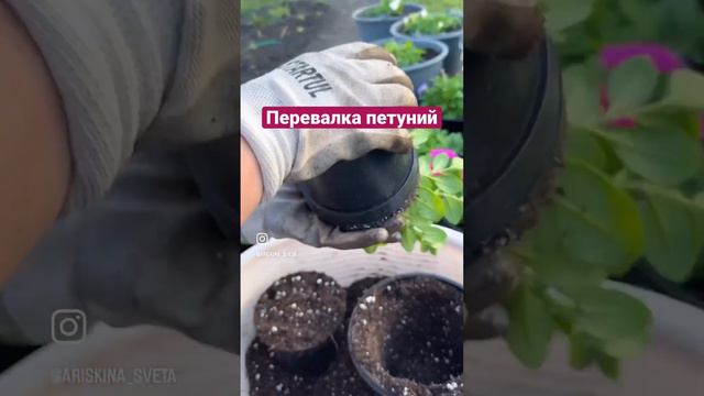 А вы как растите? #садоводство #садогород #сад #петуния #дворик смотреть онлайн
