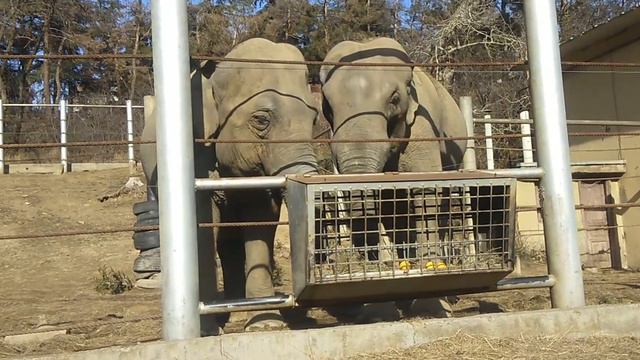 Elephant 🐘 Tbilisi zoo смотреть онлайн