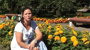 Подсолнух "Мишка Тедди"