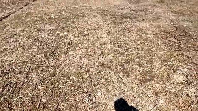 Пасека, Начало потравы пчел, И Деревня чуть ли не сгорела. смотреть онлайн