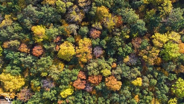 Осенняя палитра леса с высоты. (продолжительный пролет) смотреть онлайн