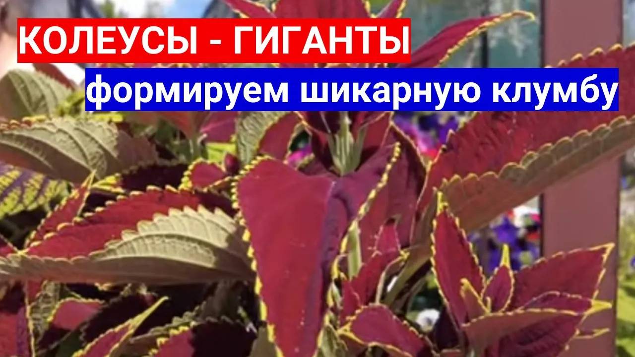 КОЛЕУСЫ -ГИГАНТЫ : ТАКИХ КРАСИВЫХ ЦВЕТОВ ВЫ ТОЧНО НЕ ВИДЕЛИ - КАК ВЫРАСТИТЬ КОЛЕУСЫ В САДУ смотреть онлайн