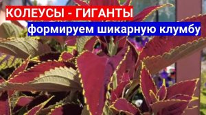 КОЛЕУСЫ -ГИГАНТЫ : ТАКИХ КРАСИВЫХ ЦВЕТОВ ВЫ ТОЧНО НЕ ВИДЕЛИ - КАК ВЫРАСТИТЬ КОЛЕУСЫ В САДУ