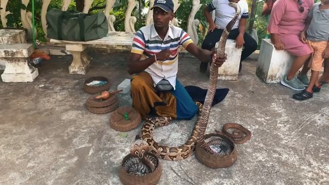 Giant Snakes (Python and Cobra) with Beautiful girl - Srilanka - ape' show (travel) смотреть онлайн