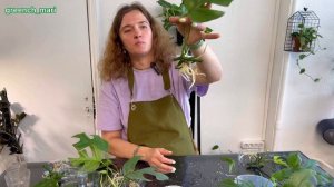 Сажаем черенки Рафидофоры, монстера минима ?