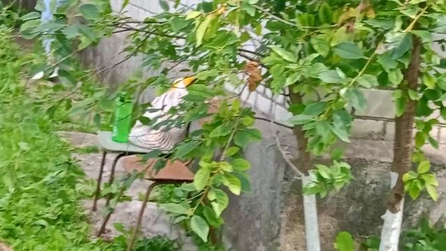 обзор линейной дачи которая находится в городе Остров смотреть онлайн