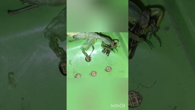 богомол поедает свою жертву .mp4