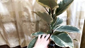 Фикус Тинеке. Пересадка фикуса Эластика Тинеке