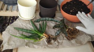 Сансевиерия из магазина. Что делать с купленным растением? Профилактика заболеваний/карантин/грунт