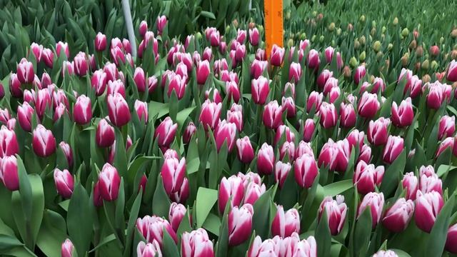 Выгонка тюльпанов. Сорт Kamaliya (Камалия) смотреть онлайн