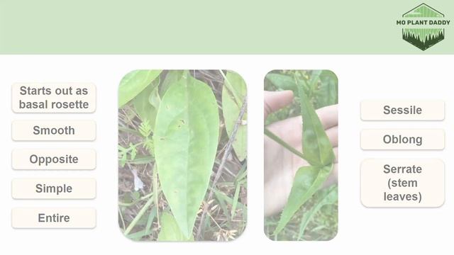 Species Spotlight | Foxglove Beardtongue (Penstemon digitalis) смотреть онлайн