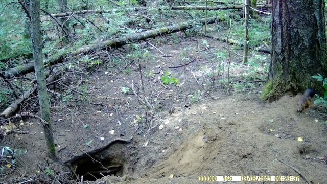 Жизнь на барсучьих норах! Пришёл "хозяин" городка! Барсук в дикой природе! смотреть онлайн