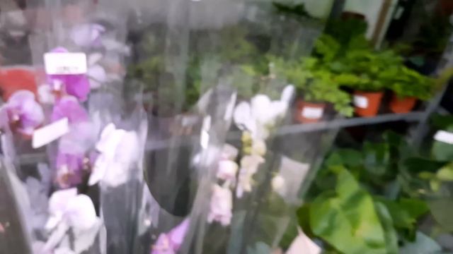 ОРХИДЕИ.МАГАЗИН-СКЛАД "РОСТОК"(27.11.22г.) смотреть онлайн