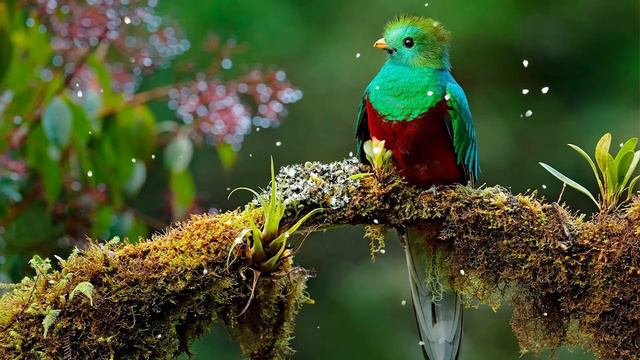 Самая Лучшая Музыка Для Снятия Усталости! Можно слушать Бесконечно! Цветы красиво под музыку #99 смотреть онлайн