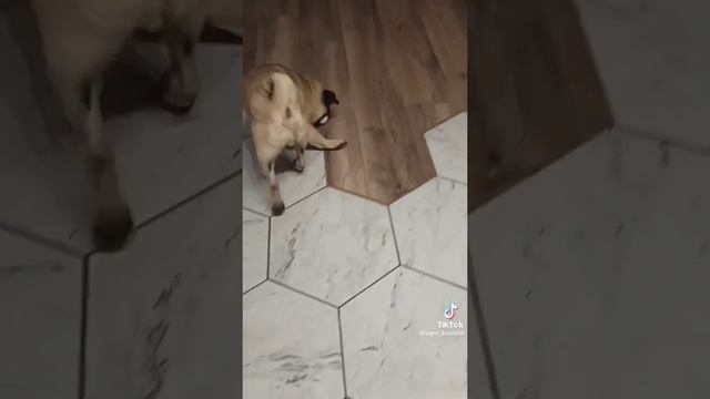 что будет если дать Кузьмичу яйцо смотреть онлайн