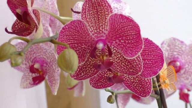 Ну и кто у нас тут цветет?) Мои красотки с каждым днём все больше и больше радуют меня! смотреть онлайн