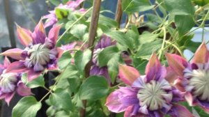 Роскошный сорт клематиса !!!Такого вы еще не видели !!! Волшебный цветок!!! Клематис Диамантина.