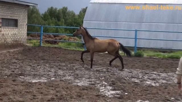 Tsava Shael (Makka - Aygian), akhalteke horse, sale. ахалтекинская лошадь, продажа. смотреть онлайн