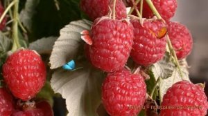 Малина традиционная Метеор (rubus meteor) ? малина Метеор обзор: как сажать саженцы малины Метеор