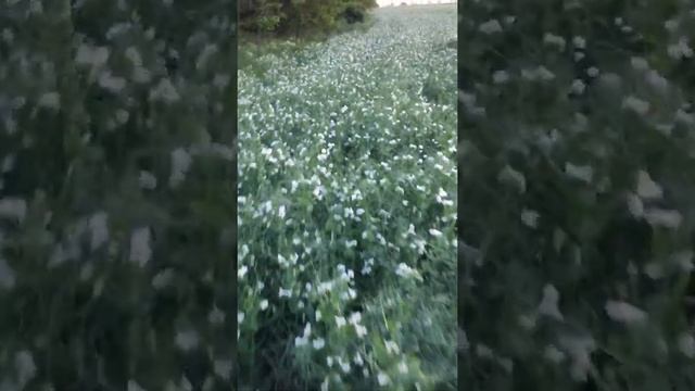 Озимый горох . Обработка исенгецыдом Канонир Дуо смотреть онлайн