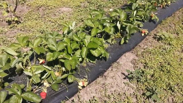 Что лучше чёрная плёнка или белое агроволокно для посадки клубники? смотреть онлайн