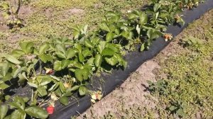 Что лучше чёрная плёнка или белое агроволокно для посадки клубники?