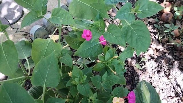 Мирабилис или Ночная красавица.