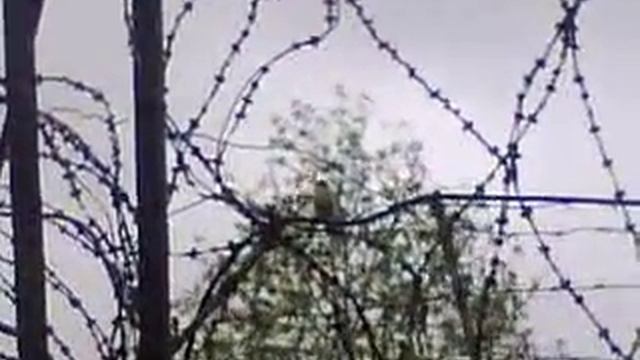 Птичка поёт заливается смотреть онлайн