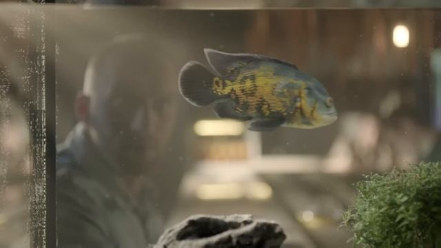 velcom. Новый тариф «Слово за слово» смотреть онлайн