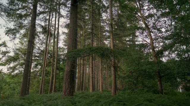 Fujifilm X-T4 cinematic golden hour test смотреть онлайн