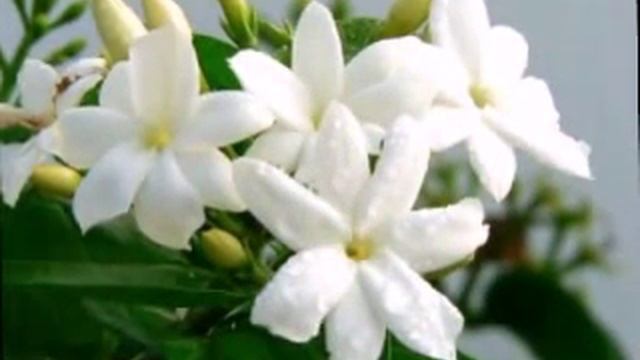 Король Цветов - Жасмин смотреть онлайн