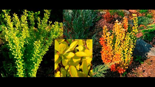 Барбарис - украшение сада !!! смотреть онлайн