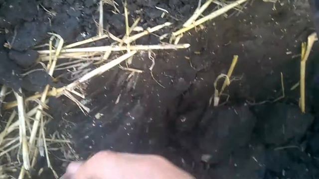 В поисках клада..старинная монета. смотреть онлайн