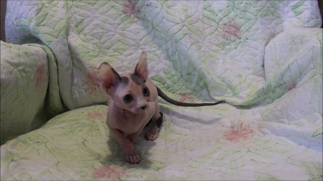 Francheska Tulskaya Krasa. Сфинкс видео. http://cats-tula.ru/kotyata-k смотреть онлайн