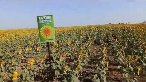 Подсолнечник НСХ 6008 экспресс, 20 мм осадков за 4 месяца