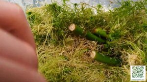 Как я укореняю черенки? | Укоренение в воде или в мхе сфагнуме? Мой опыт