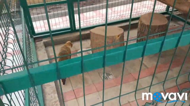 Издевательство над животными Волгоград, Приволжская 137 4.04.2019. Мучение носух павлинов в клетках смотреть онлайн