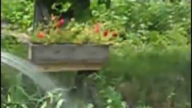 Портулак - чудо лета, цветущий с мая по октябрь смотреть онлайн