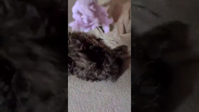 Он может! смотреть онлайн